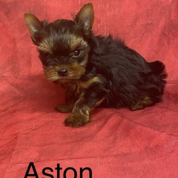 chiot Yorkshire terrier ASTON york; à réserver Domaine de la Chantelaie