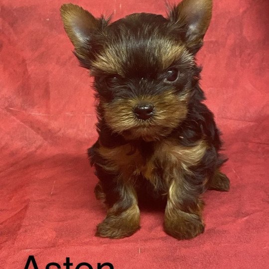 chiot Yorkshire terrier ASTON york; à réserver Domaine de la Chantelaie