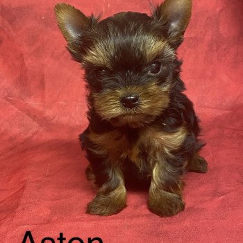chiot Yorkshire terrier ASTON york; à réserver Domaine de la Chantelaie