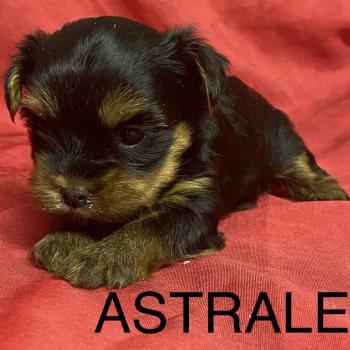chiot Yorkshire terrier ASTRALE York à réserver Domaine de la Chantelaie