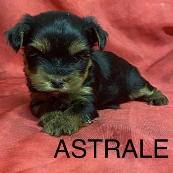 chiot Yorkshire terrier ASTRALE York à réserver Domaine de la Chantelaie