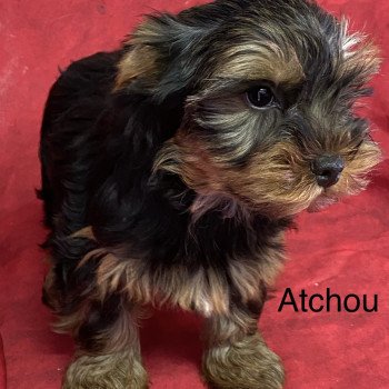 chiot Yorkshire terrier ATCHOU york Domaine de la Chantelaie chiot Yorkshire terrier ATCHOU york Domaine de la Chantelaie