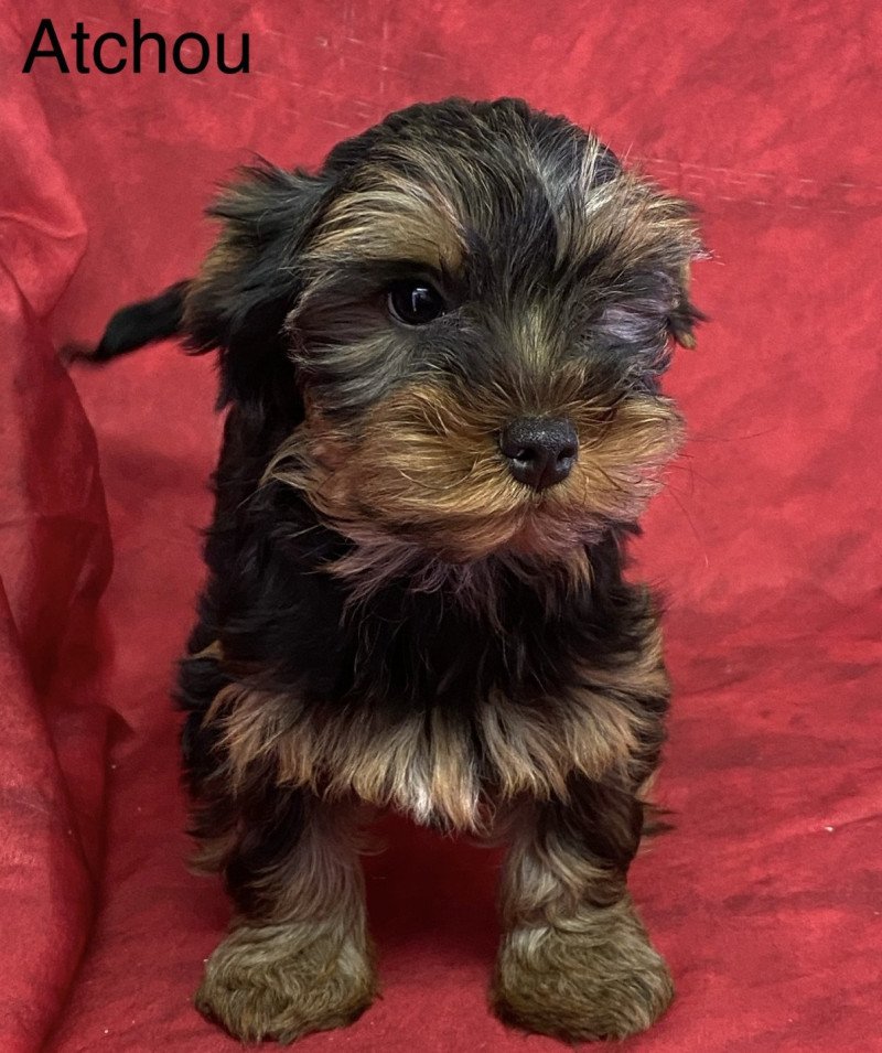 ATCHOU york Mâle Yorkshire terrier