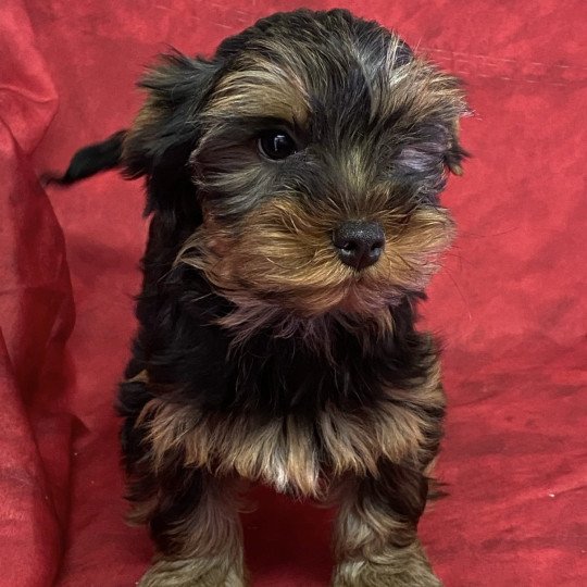 chiot Yorkshire terrier ATCHOU york Domaine de la Chantelaie