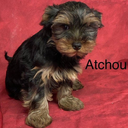 chiot Yorkshire terrier ATCHOU york Domaine de la Chantelaie