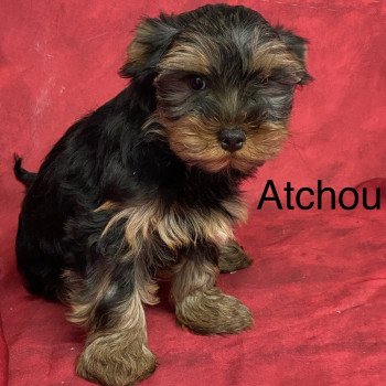 chiot Yorkshire terrier ATCHOU york Domaine de la Chantelaie