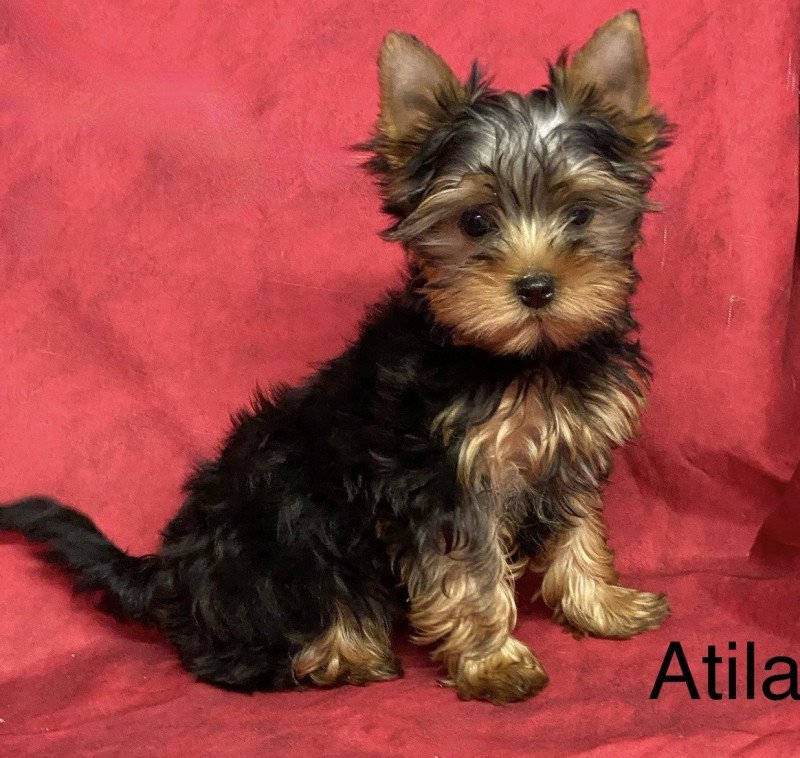 ATILA york. Femelle Yorkshire terrier