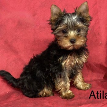 chiot Yorkshire terrier ATILA york. Domaine de la Chantelaie