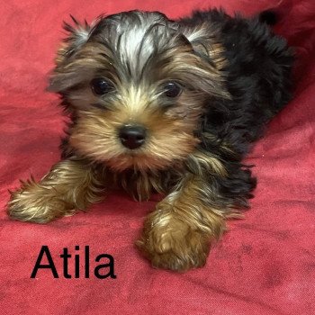 chiot Yorkshire terrier ATILA york. Domaine de la Chantelaie