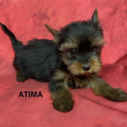 chiot Yorkshire terrier ATIMA york Domaine de la Chantelaie