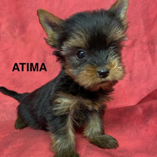 chiot Yorkshire terrier ATIMA york Domaine de la Chantelaie