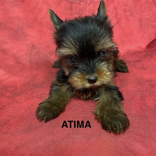 chiot Yorkshire terrier ATIMA york Domaine de la Chantelaie