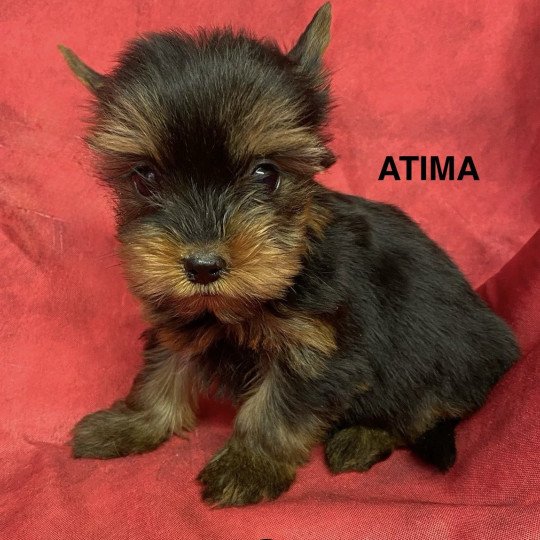 chiot Yorkshire terrier ATIMA york Domaine de la Chantelaie