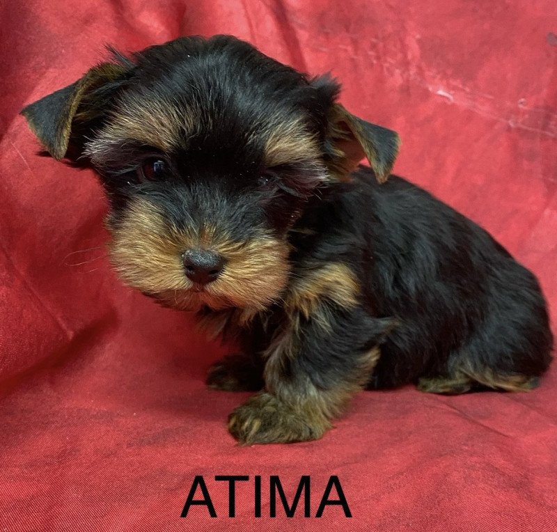 ATIMA york Femelle Yorkshire terrier