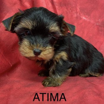 chiot Yorkshire terrier ATIMA york Domaine de la Chantelaie
