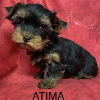 chiot Yorkshire terrier ATIMA york Domaine de la Chantelaie