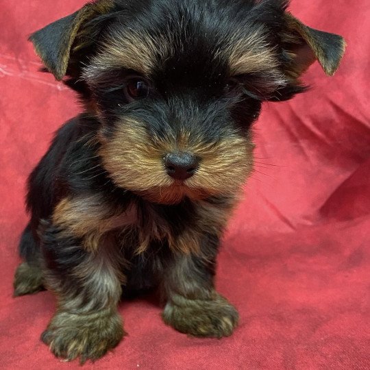 chiot Yorkshire terrier ATIMA york Domaine de la Chantelaie