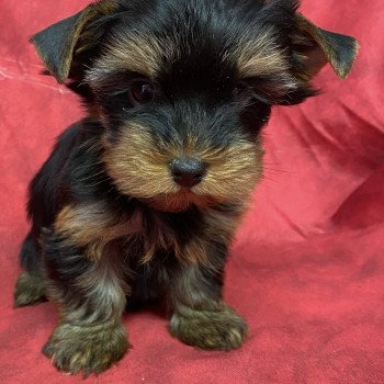 chiot Yorkshire terrier ATIMA york Domaine de la Chantelaie