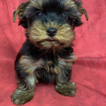 chiot Yorkshire terrier ATIMA york Domaine de la Chantelaie