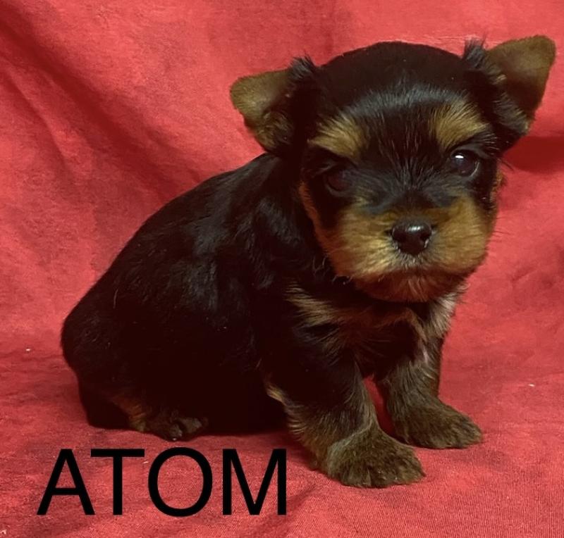 ATOM York à réserver Mâle Yorkshire terrier