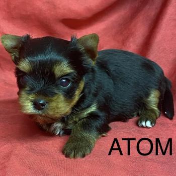 chiot Yorkshire terrier ATOM York à réserver Domaine de la Chantelaie