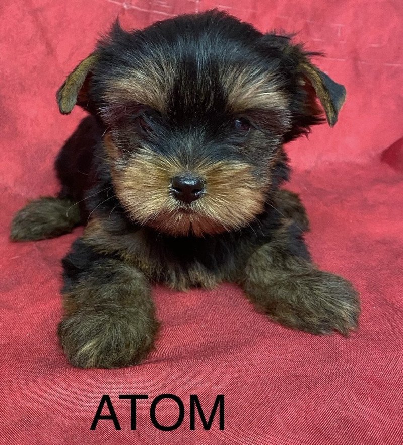 ATOM Mâle Yorkshire terrier