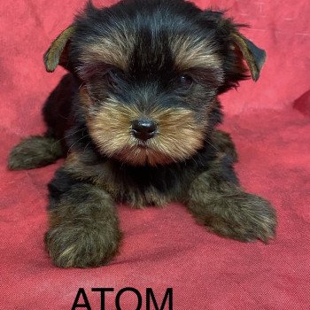 chiot Yorkshire terrier ATOM Domaine de la Chantelaie