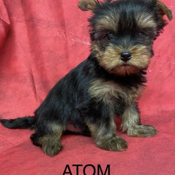 chiot Yorkshire terrier ATOM Domaine de la Chantelaie