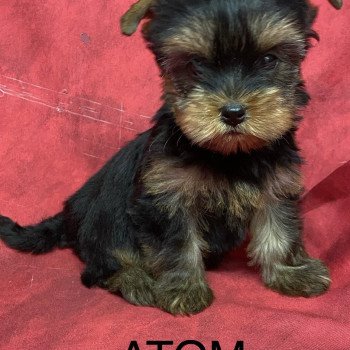 chiot Yorkshire terrier ATOM Domaine de la Chantelaie