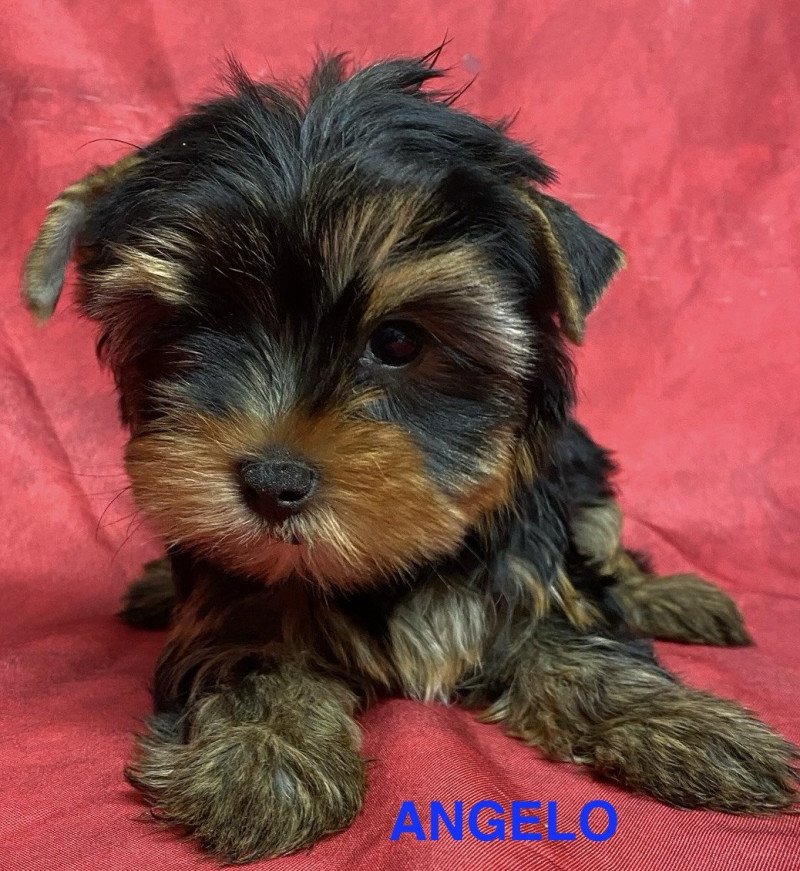 ANGELO york Mâle Yorkshire terrier ANGELO york Mâle Yorkshire terrier