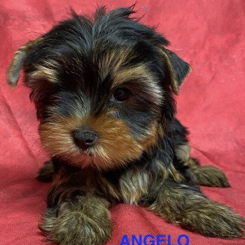 chiot Yorkshire terrier ANGELO york Domaine de la Chantelaie chiot Yorkshire terrier ANGELO york Domaine de la Chantelaie