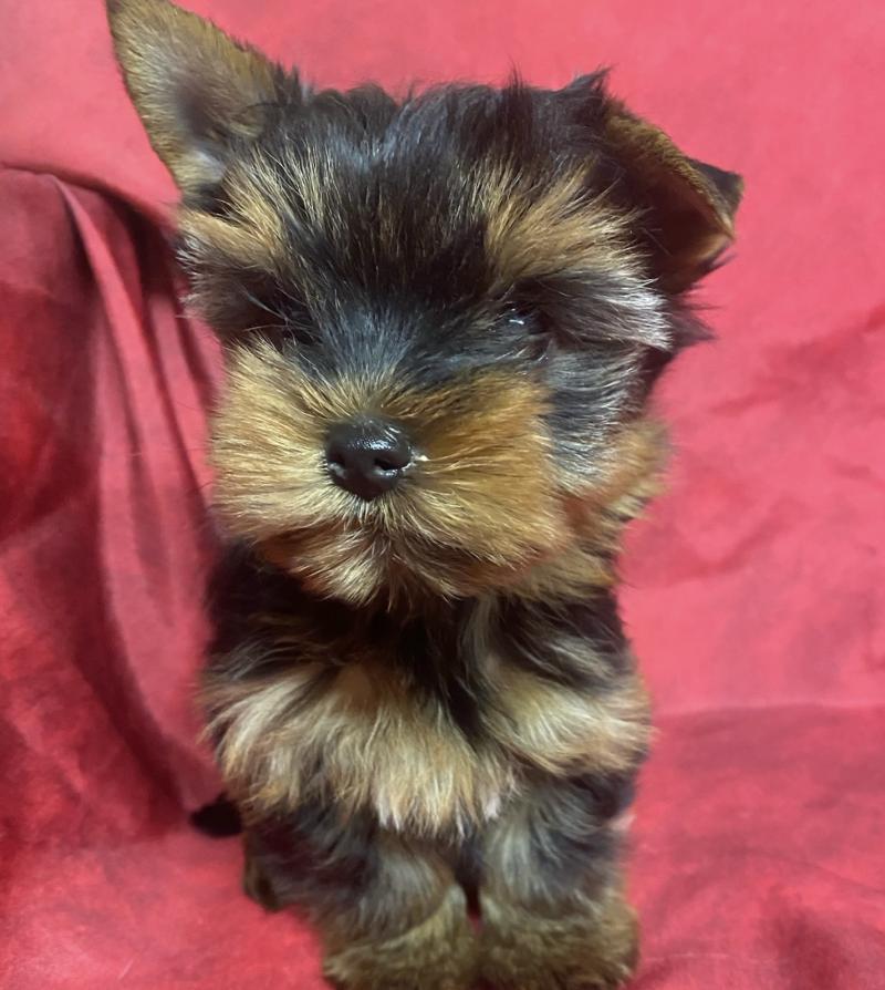 ATSHI york Mâle Yorkshire terrier