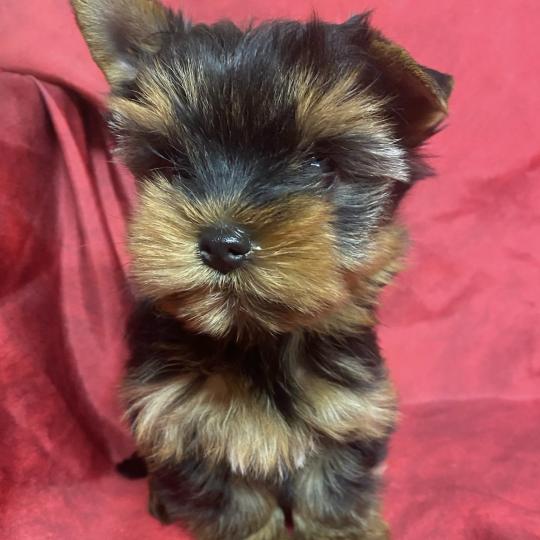 chiot Yorkshire terrier ATSHI york Domaine de la Chantelaie