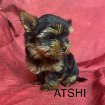 chiot Yorkshire terrier ATSHI york Domaine de la Chantelaie