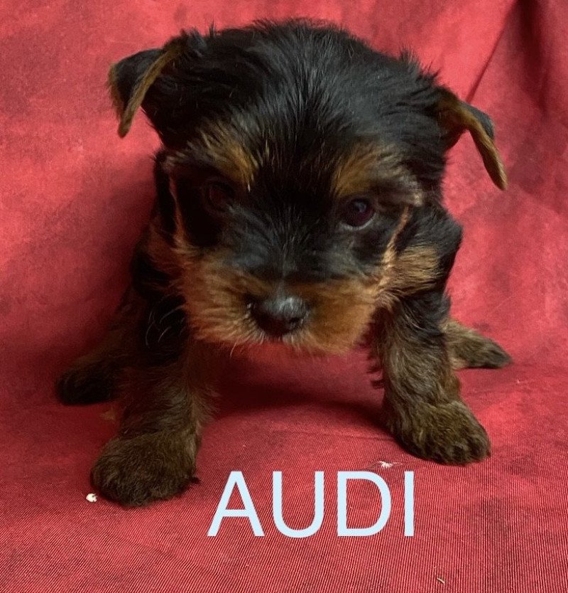 AUDI York Mâle Yorkshire terrier