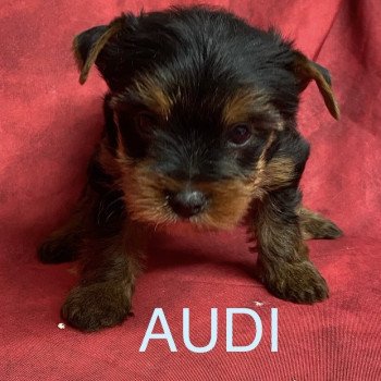 chiot Yorkshire terrier AUDI York Domaine de la Chantelaie chiot Yorkshire terrier AUDI York Domaine de la Chantelaie