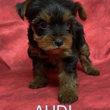 chiot Yorkshire terrier AUDI York Domaine de la Chantelaie chiot Yorkshire terrier AUDI York Domaine de la Chantelaie