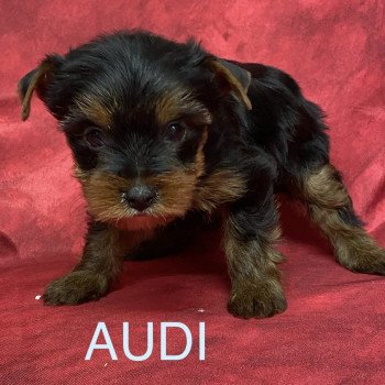 chiot Yorkshire terrier AUDI York Domaine de la Chantelaie chiot Yorkshire terrier AUDI York Domaine de la Chantelaie