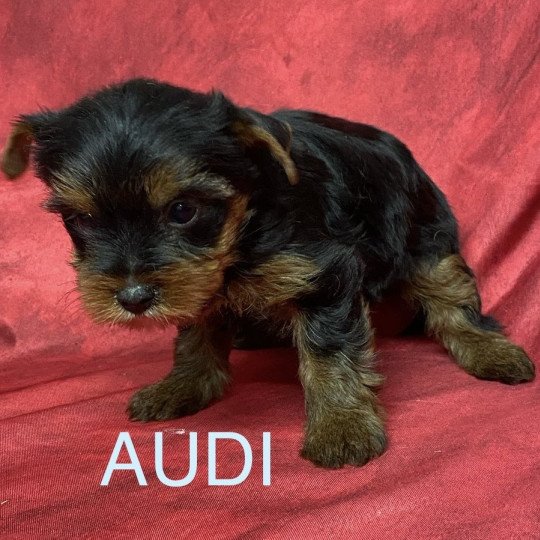 chiot Yorkshire terrier AUDI York Domaine de la Chantelaie