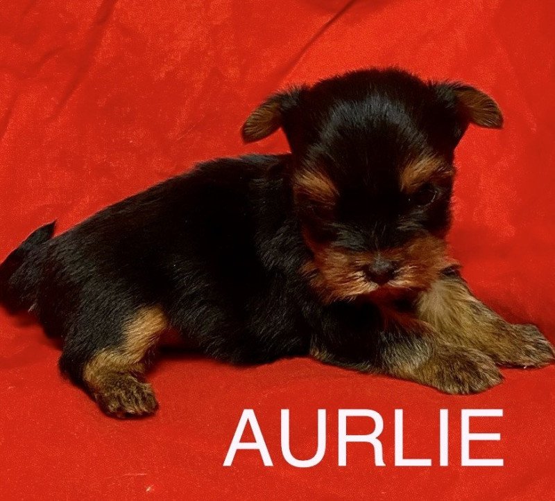 AURLIE york RÉSERVÉE Femelle Yorkshire terrier