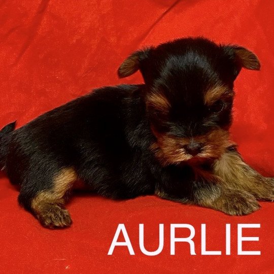 chiot Yorkshire terrier AURLIE york RÉSERVÉE Domaine de la Chantelaie
