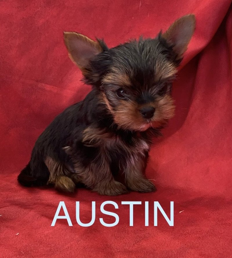 AUSTIN yorkshire Mâle Yorkshire terrier