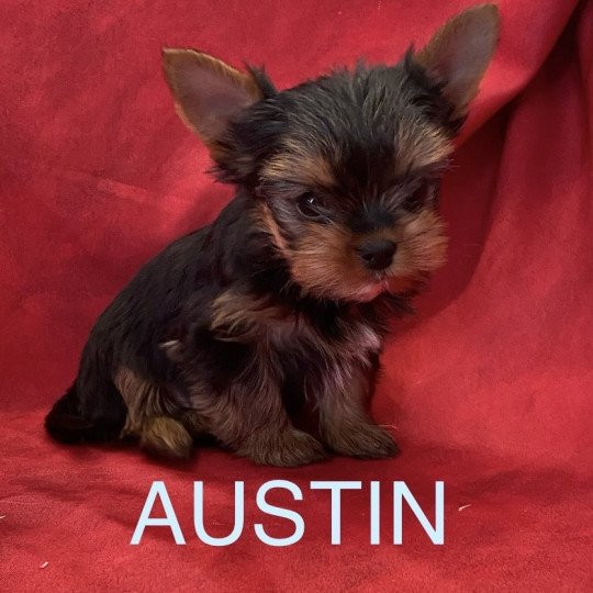 AUSTIN yorkshire Mâle Yorkshire terrier