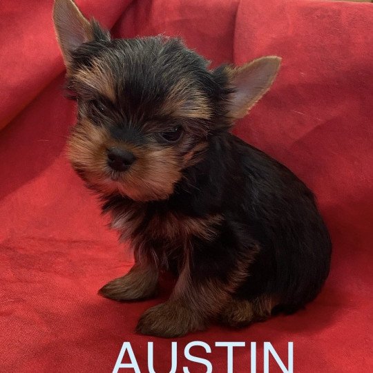 chiot Yorkshire terrier Noir et feu AUSTIN yorkshire Domaine de la Chantelaie