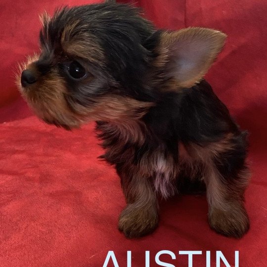 chiot Yorkshire terrier Noir et feu AUSTIN yorkshire Domaine de la Chantelaie
