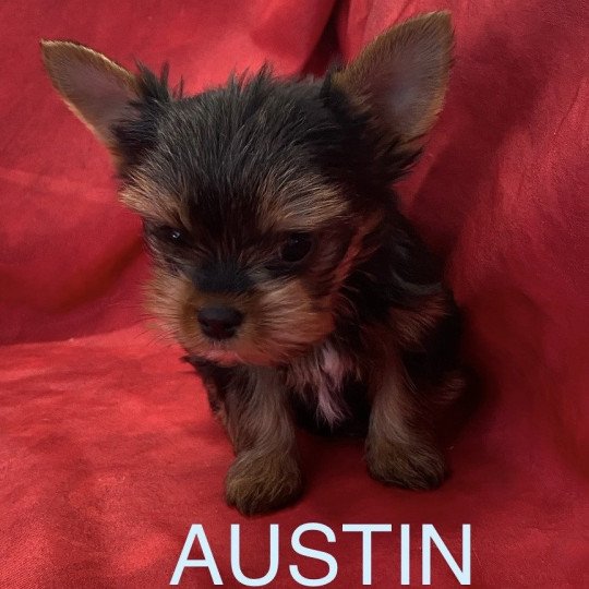 chiot Yorkshire terrier Noir et feu AUSTIN yorkshire Domaine de la Chantelaie