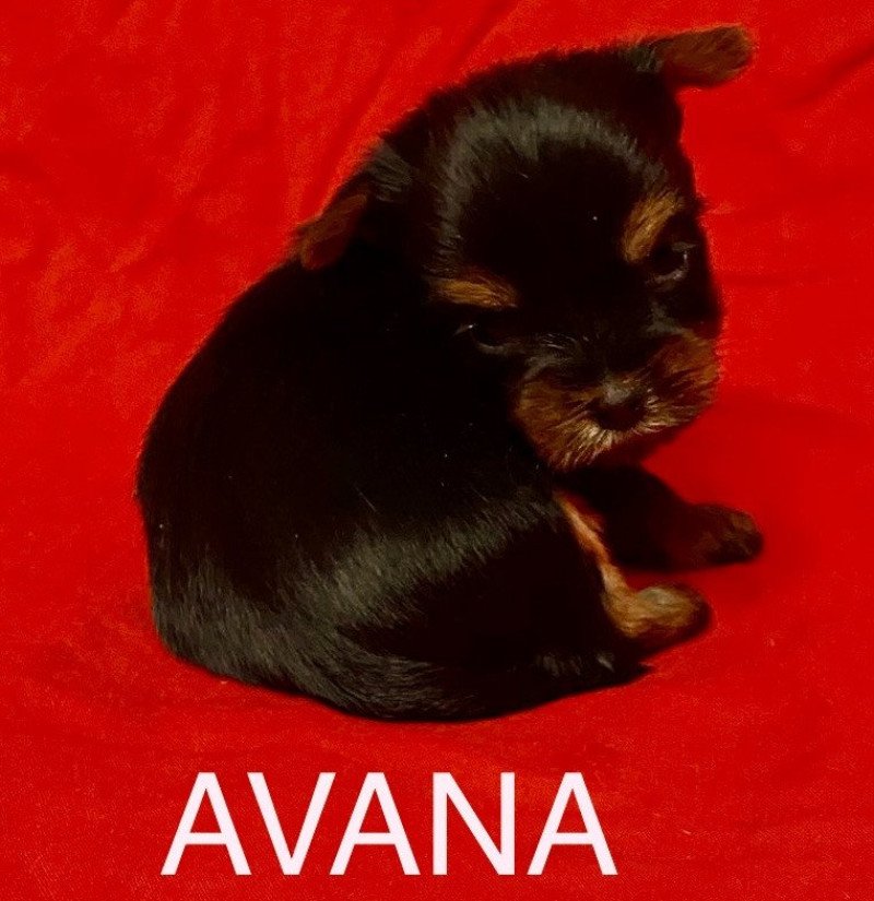 AVANA york RÉSERVÉE Femelle Yorkshire terrier