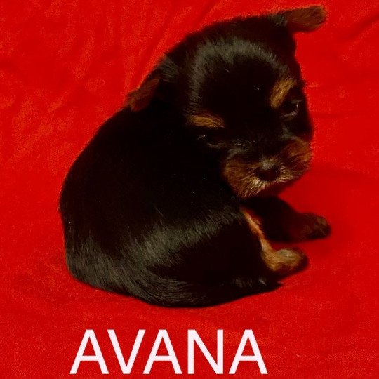 chiot Yorkshire terrier AVANA york RÉSERVÉE Domaine de la Chantelaie