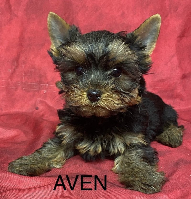 AVEN york Mâle Yorkshire terrier