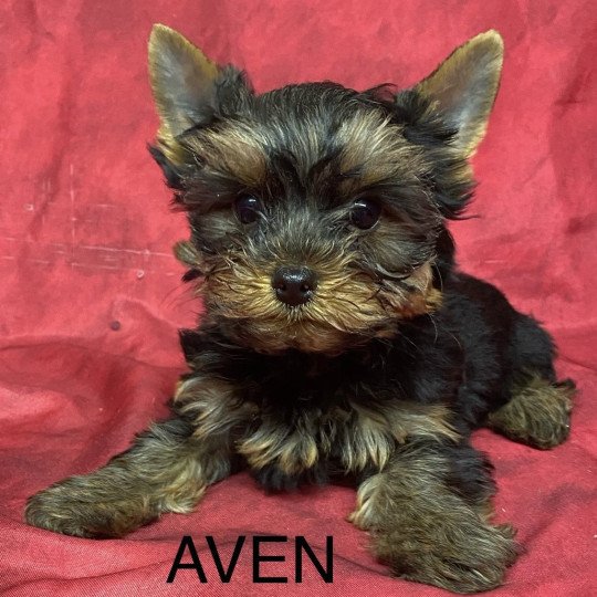 chiot Yorkshire terrier AVEN york Domaine de la Chantelaie
